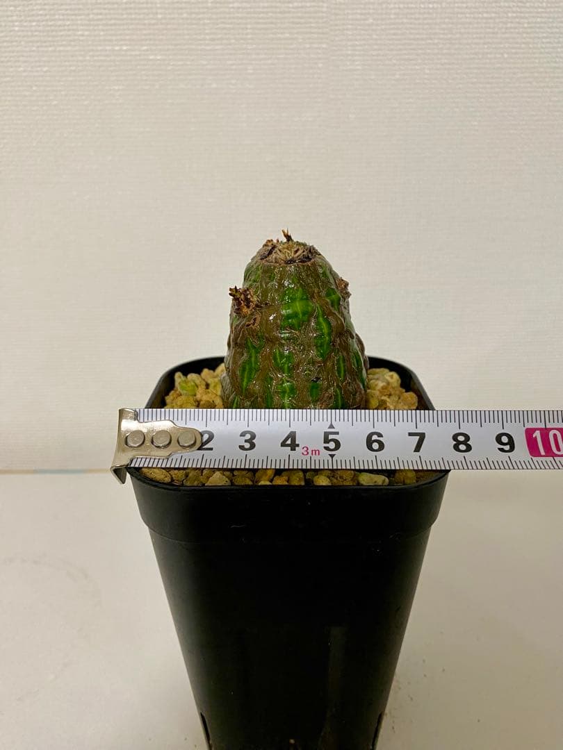 ボンバックス　実生