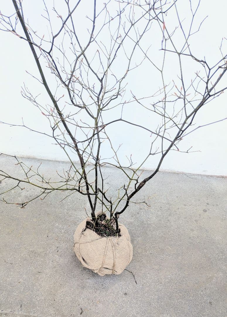 俊。山採りクロモジ。