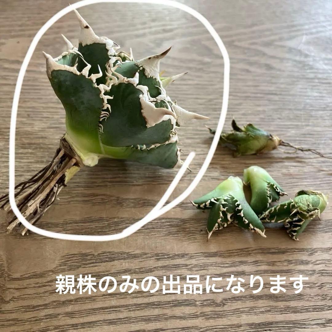 【初売り】75 超選抜　太棘　優秀　バンド幅特大　アガベ　白豪刺TC 匿名配送⑧