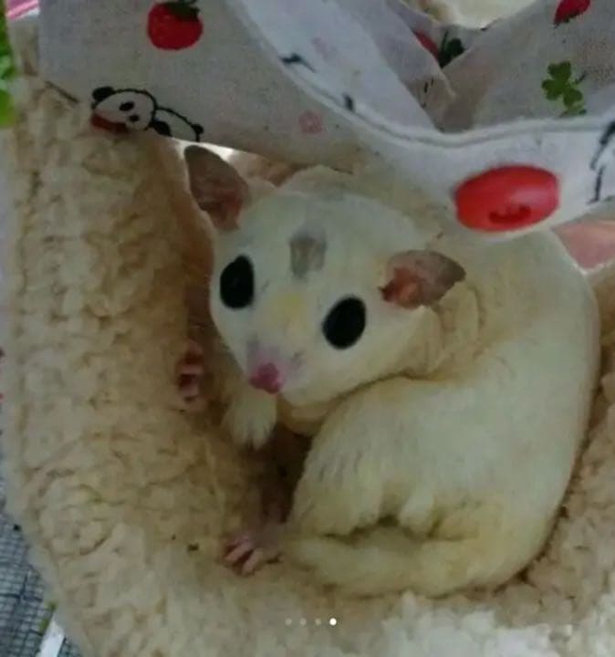 モモンガハウス(よつ葉のクローバーと黒猫) ボアベージュ 1800円