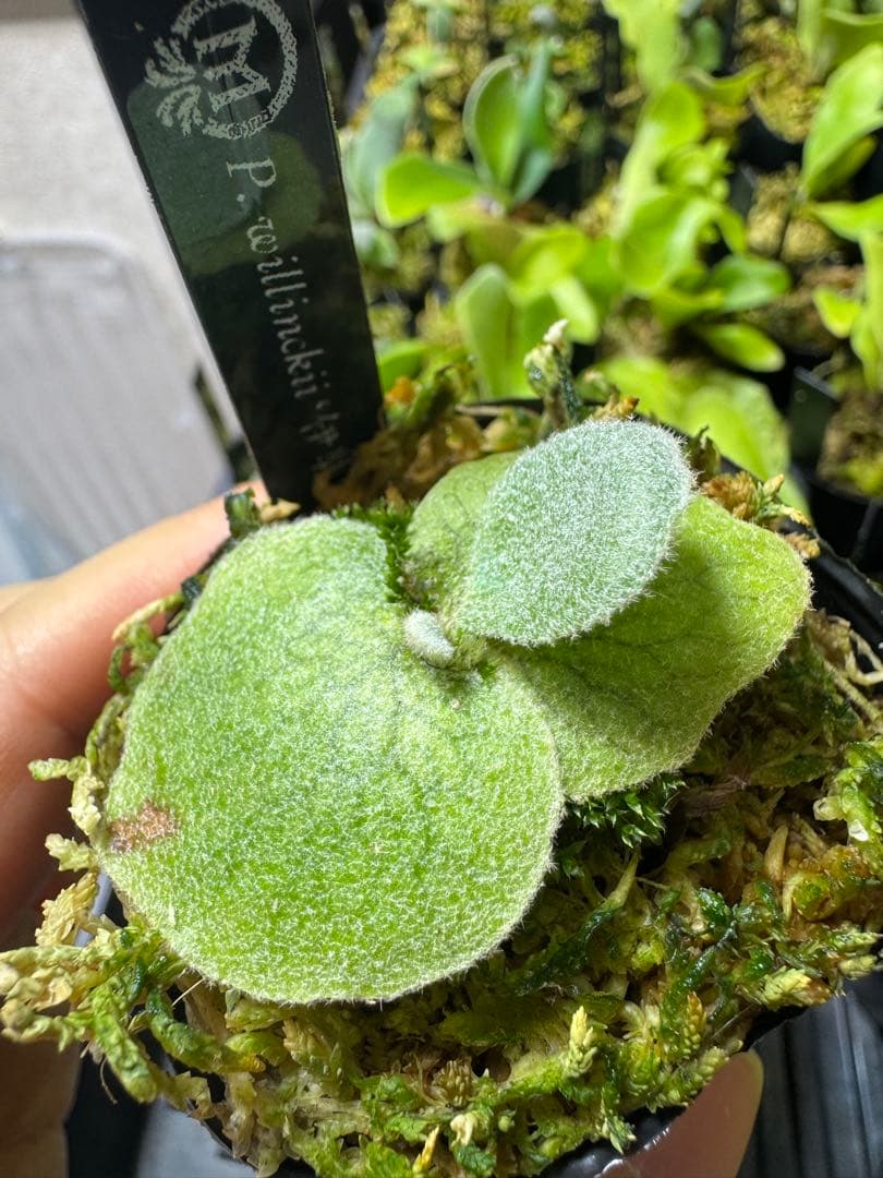 willinckii dwarf 2種　②