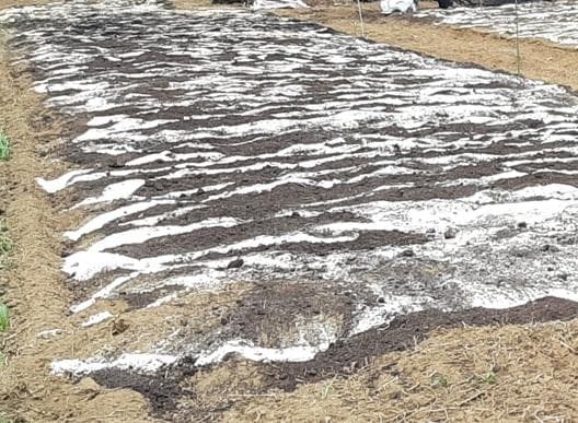 ステランさん専用　茎と実の乾燥　それぞれ700g　(国産・高品質)