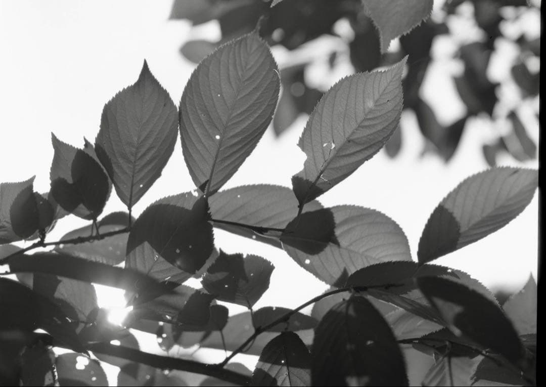 ＜作例あり＞MAMIYA M645 + MAMIYA-SEKOR C 　試写済