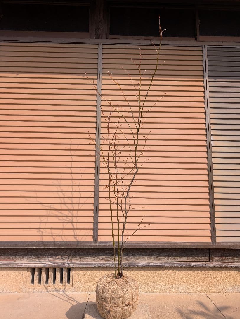 クロモジ　株立　①