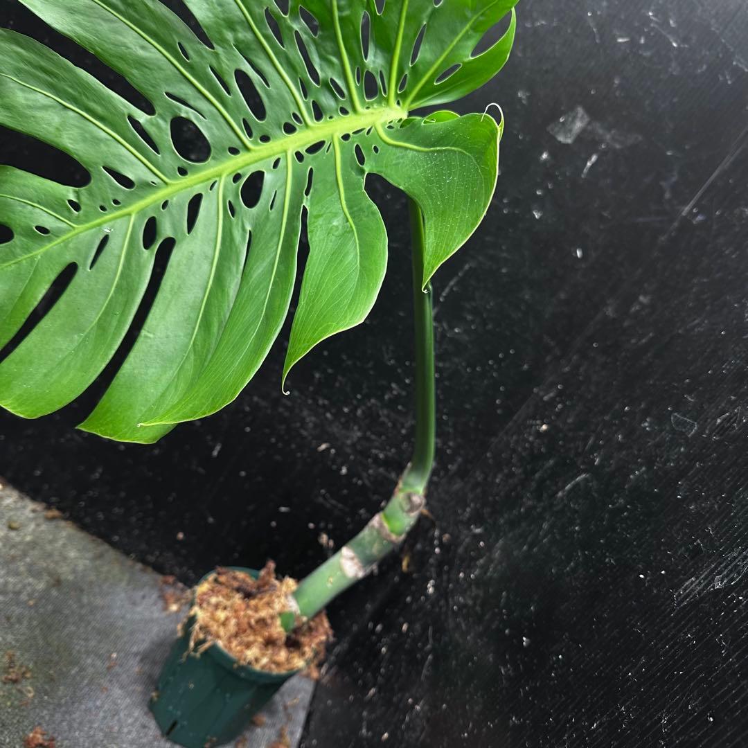 F*S様 モンステラデリシオーサマクロコズム超希少系統鉢植え66㎝