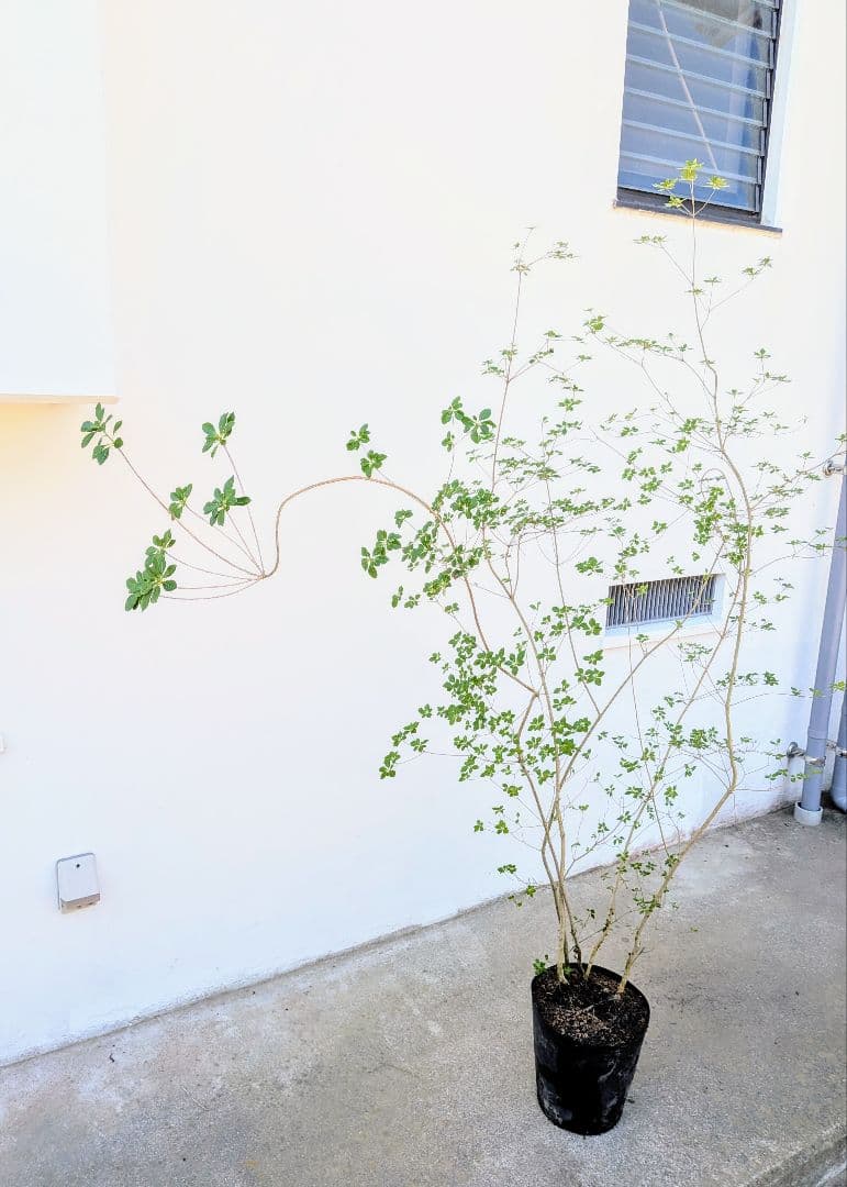 絶品。山採りドウダンツツジ。