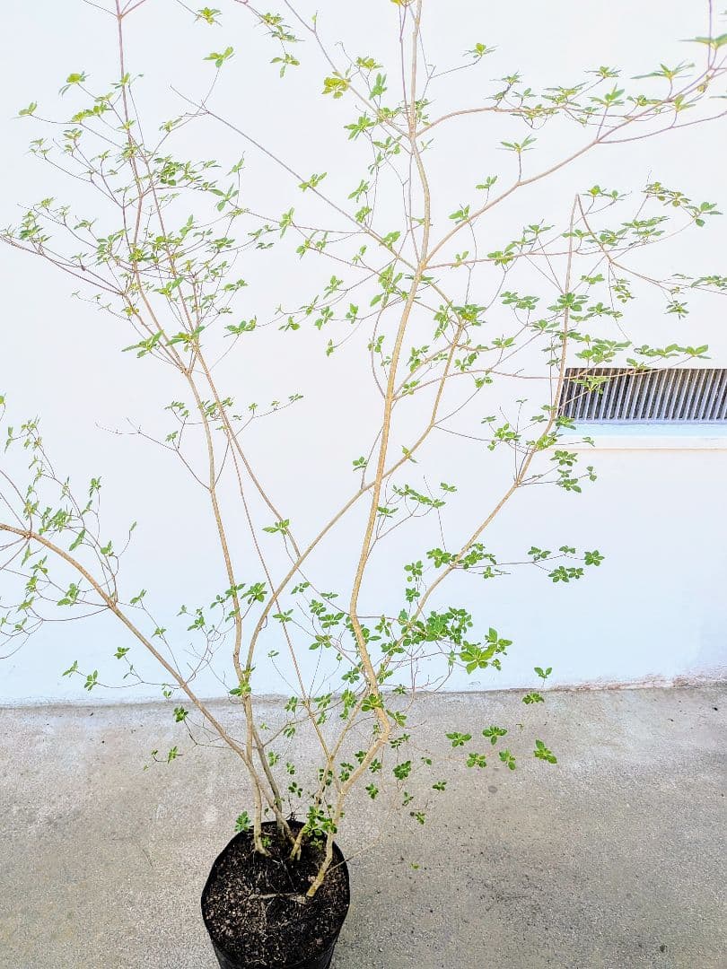 絶品。山採りドウダンツツジ。