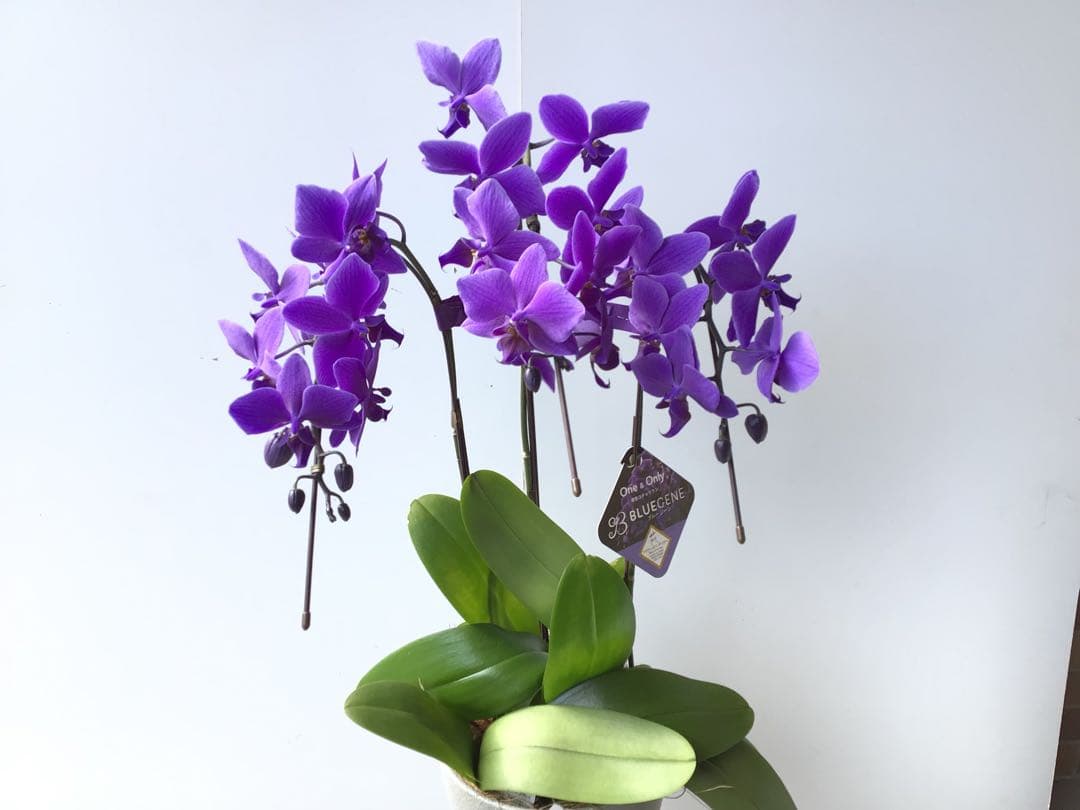 ①世界初の特別を贈ろう！フラワーオブ・ザ・イヤー受賞のブルー胡蝶蘭・ブルージーン