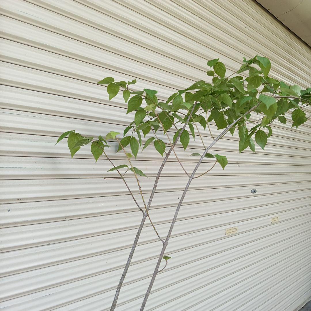 ツリバナ　2本立ち　山採り