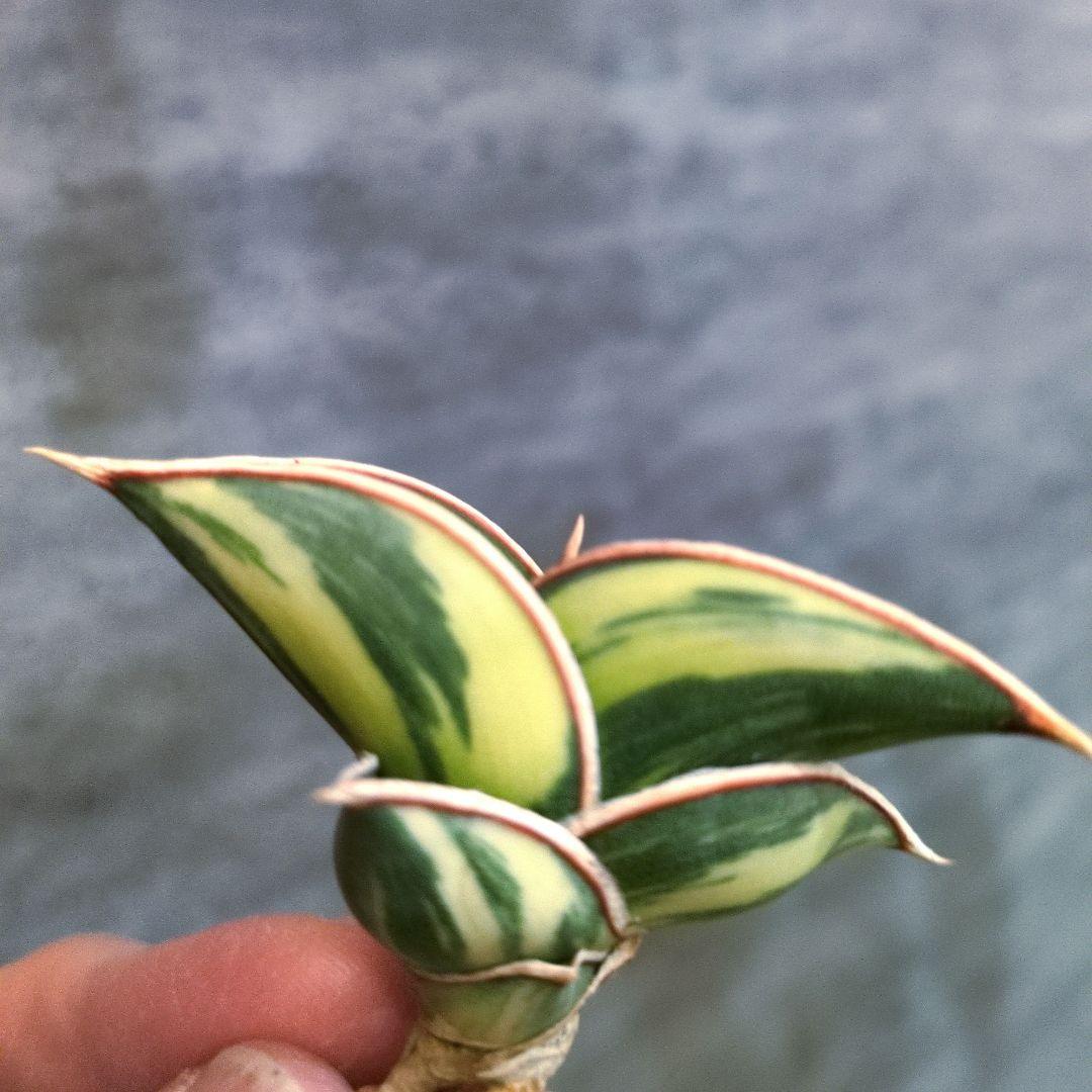 K*ん様 ⑧ サンスベリア　ロリダ　斑入り　多肉植物　ロリダ斑入り　ユーフォルビ