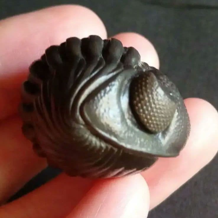 USA　三葉虫　エルドレドゲオスプ　33mm