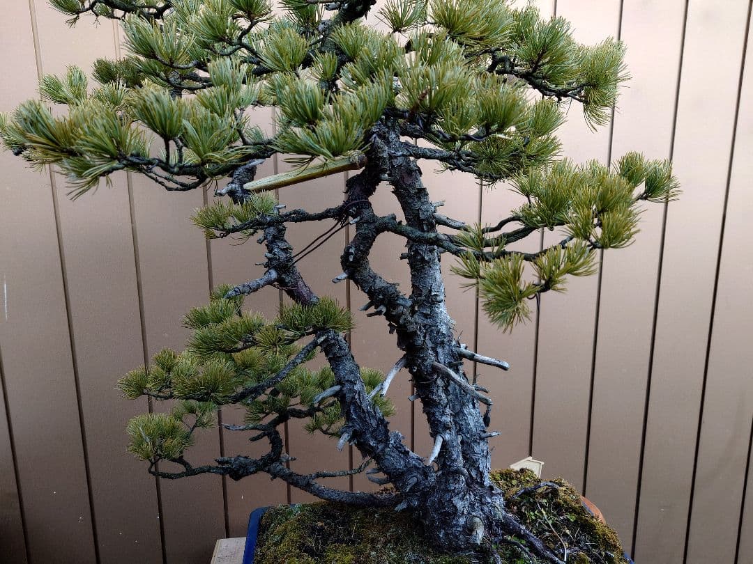 ※引取限定※　盆栽　吾妻五葉松