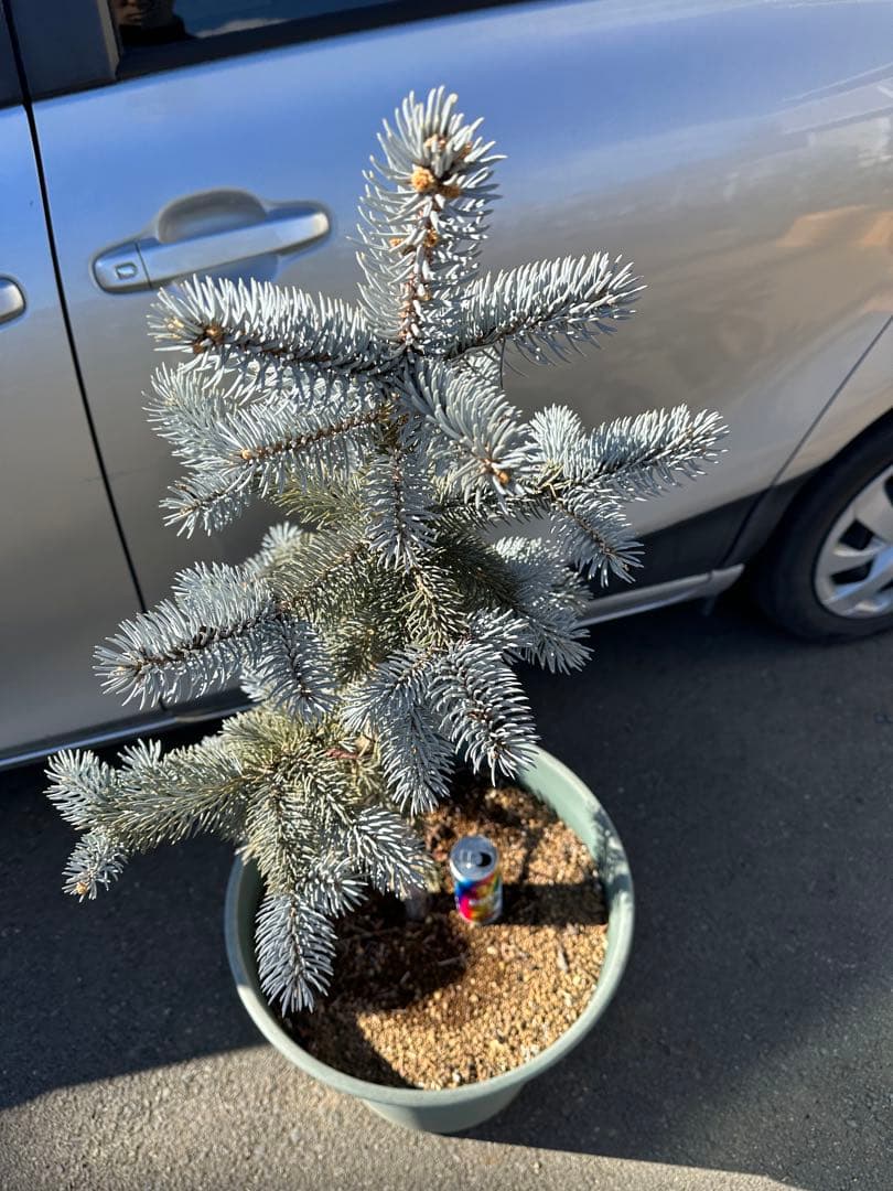 特大125cm プンゲンストウヒ　ホプシー　ガーデニング　シンボルツリー