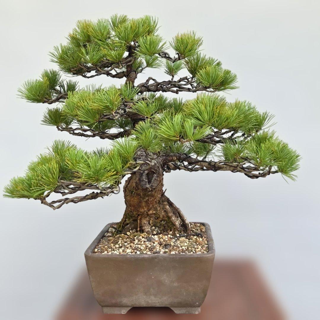 五葉松　[模様木]　中品盆栽