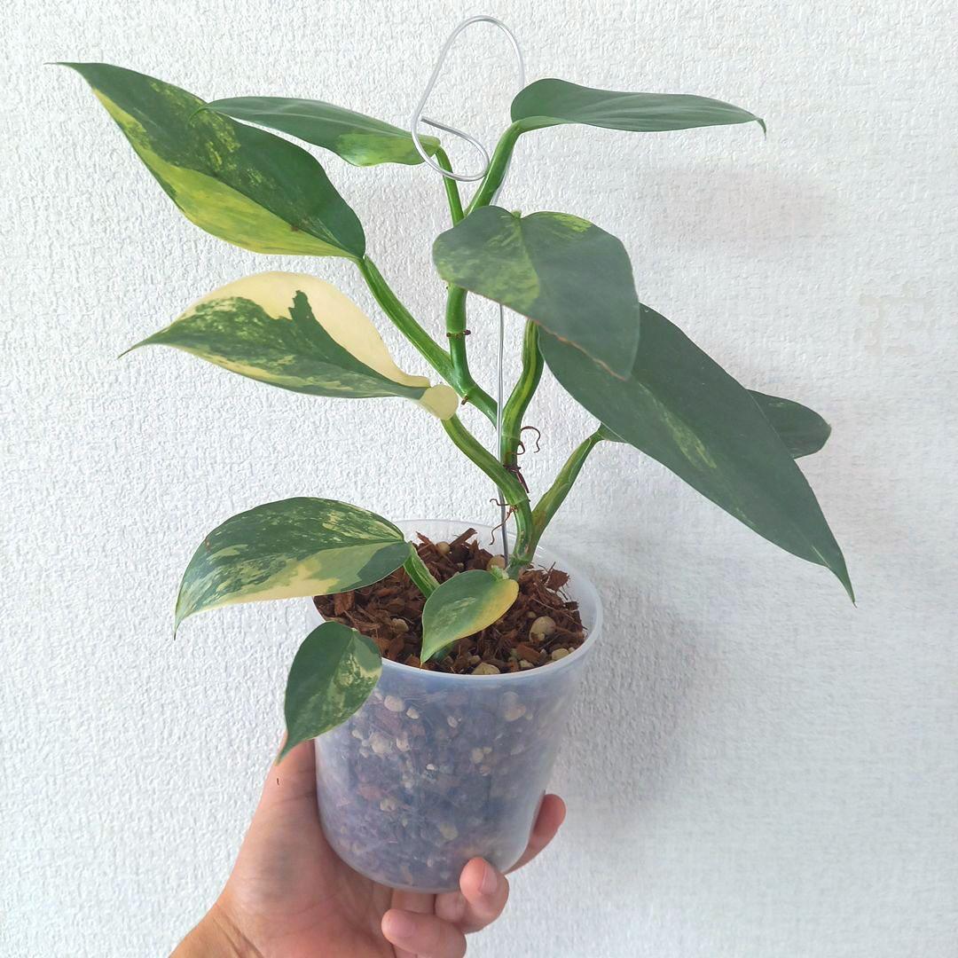 超希少 フィロデンドロン　シルバーソード斑入 (ハスタータム斑入)