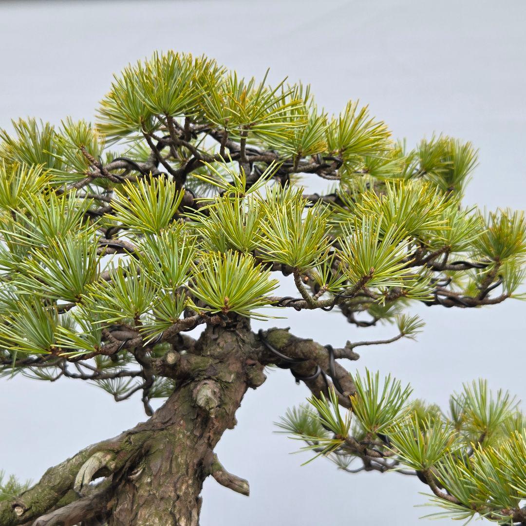 五葉松　[根上がり模様木]　大品盆栽