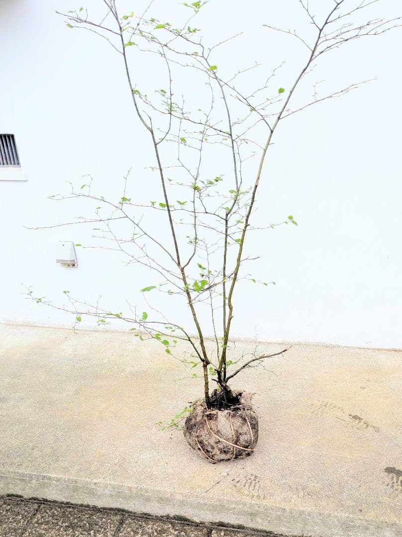 秀。。山採りアオハダ。