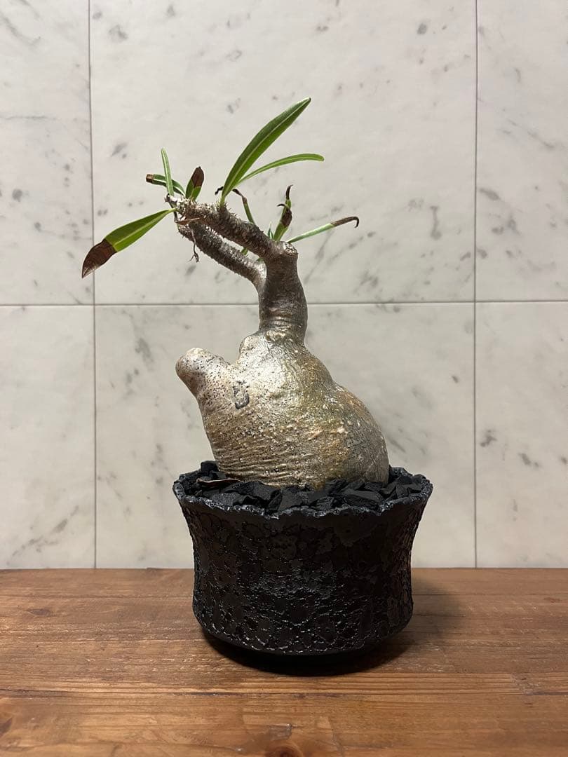 パキポディウム グラキリス 変態株