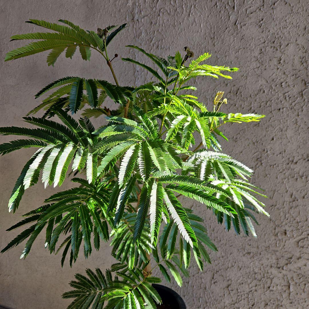 ③　エバーフレッシュ　8号特大苗木最高等級極上品‼️　極太