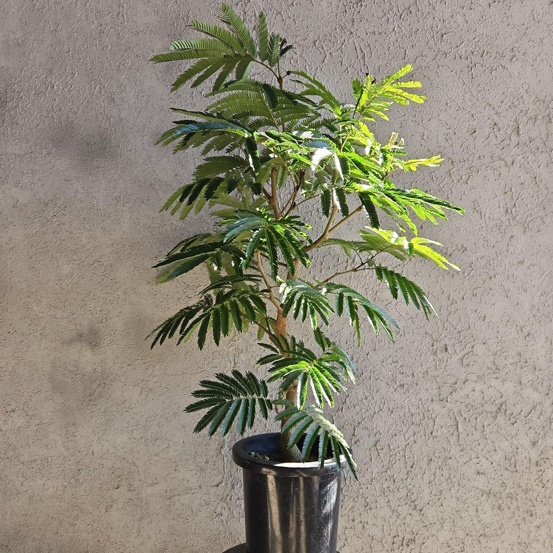 ③　エバーフレッシュ　8号特大苗木最高等級極上品‼️　極太