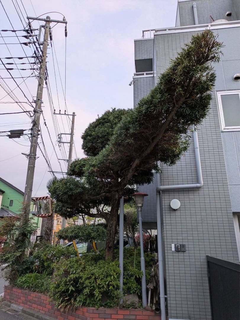 まきの木