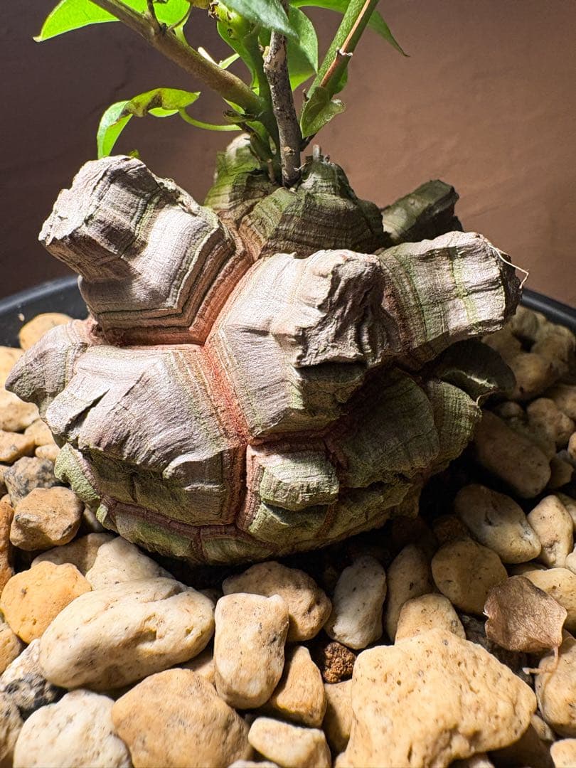 【丸型良型】アフリカ亀甲竜　実生 幅7cm 将来有望