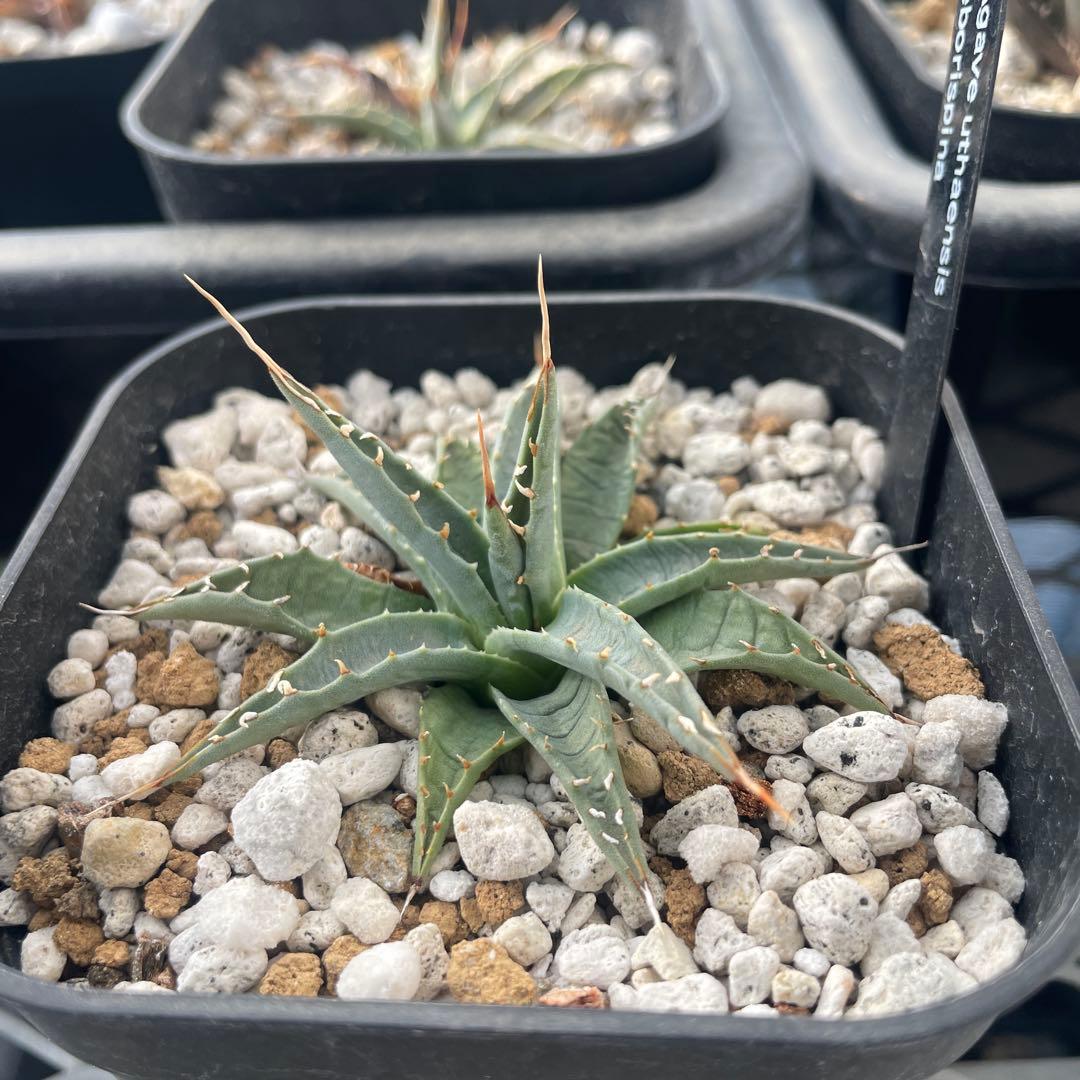 オベサ 赤猫 エボリスピナ EUワイド 鉢付き発送