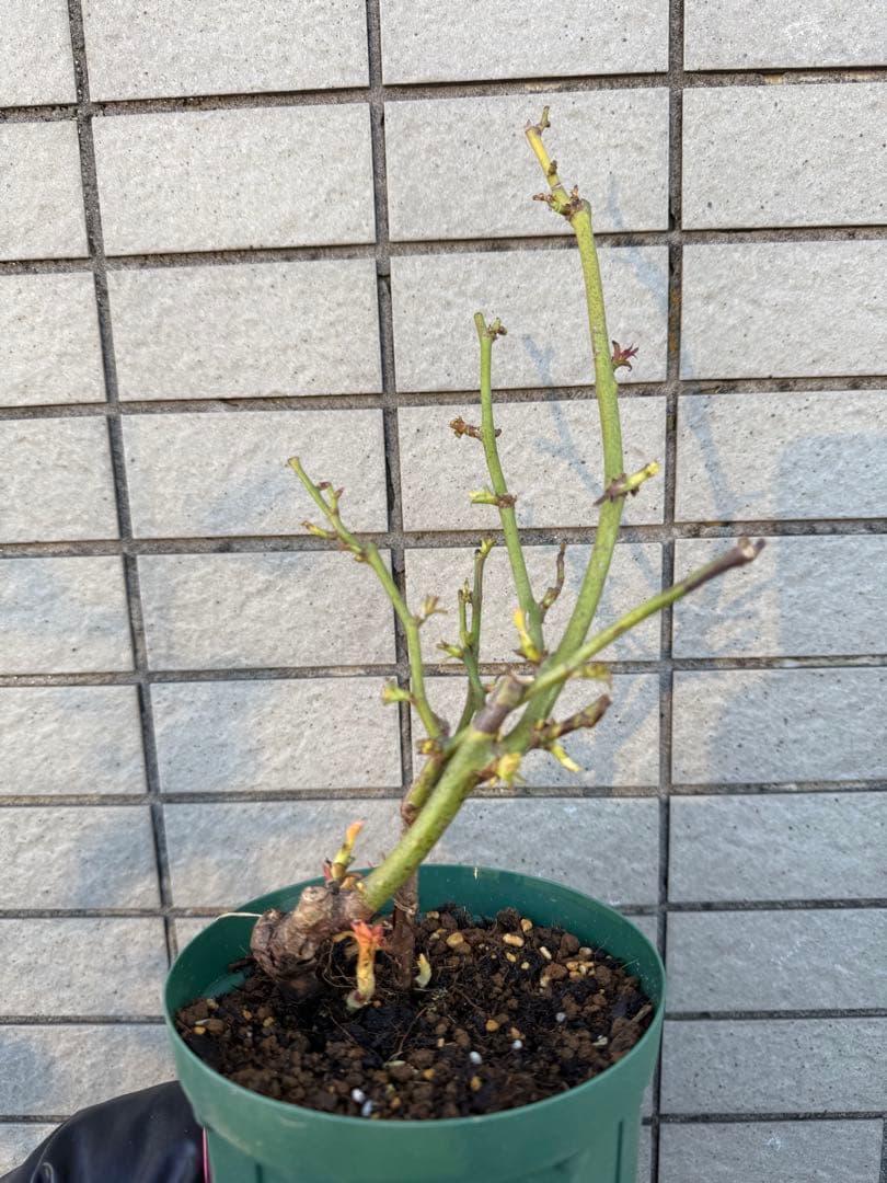 切花バラ苗