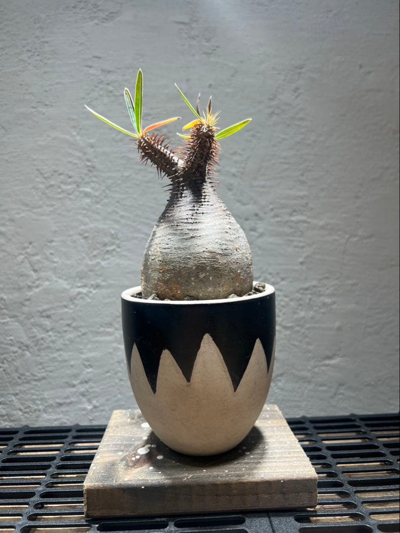 パキポディウム・グラキリス(現地球、発根済)