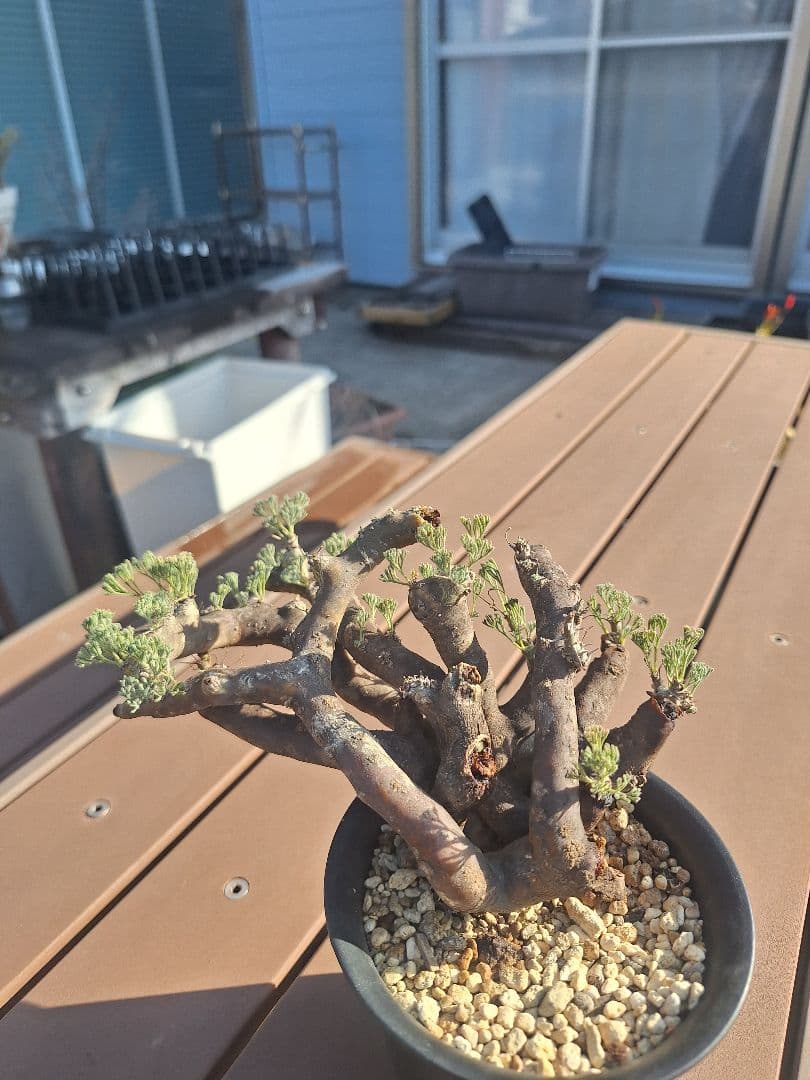 モンソニア ムルチフィダ　現地株