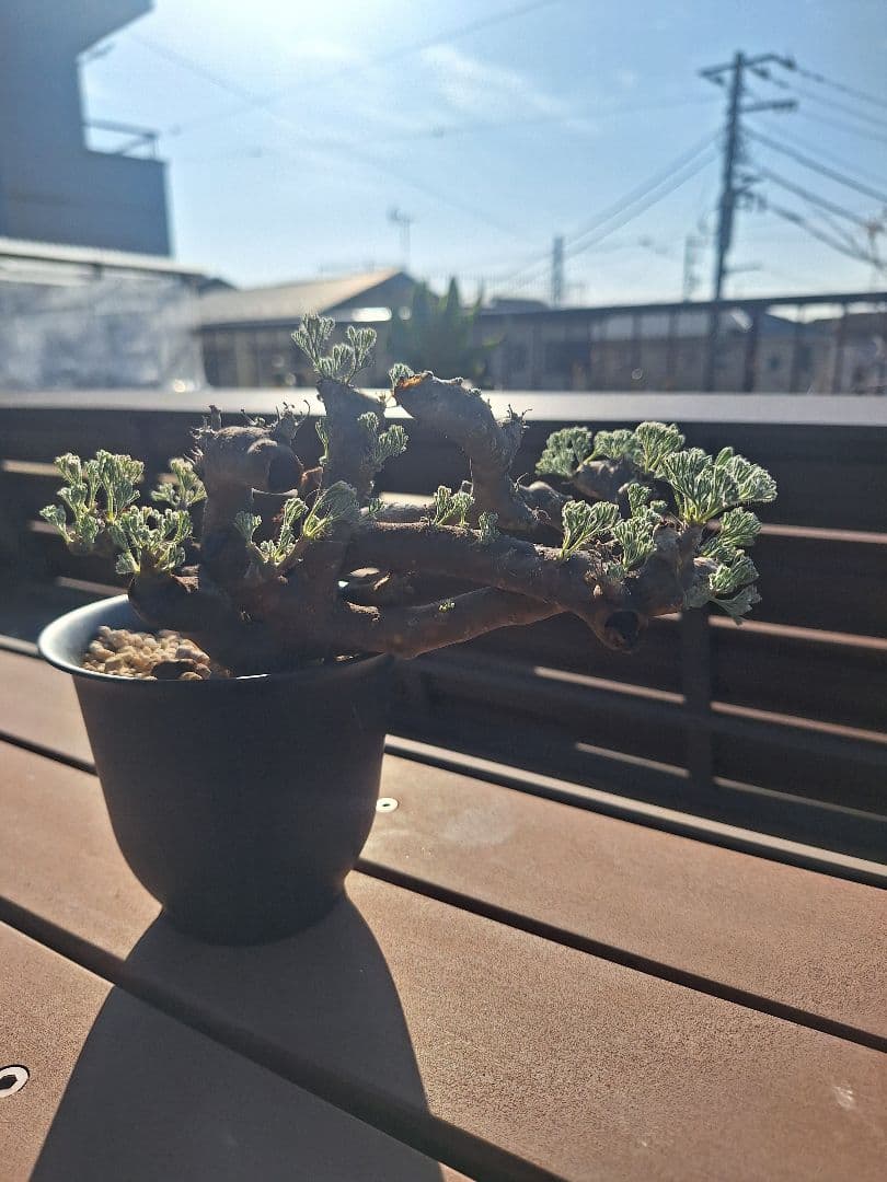 モンソニア ムルチフィダ　現地株