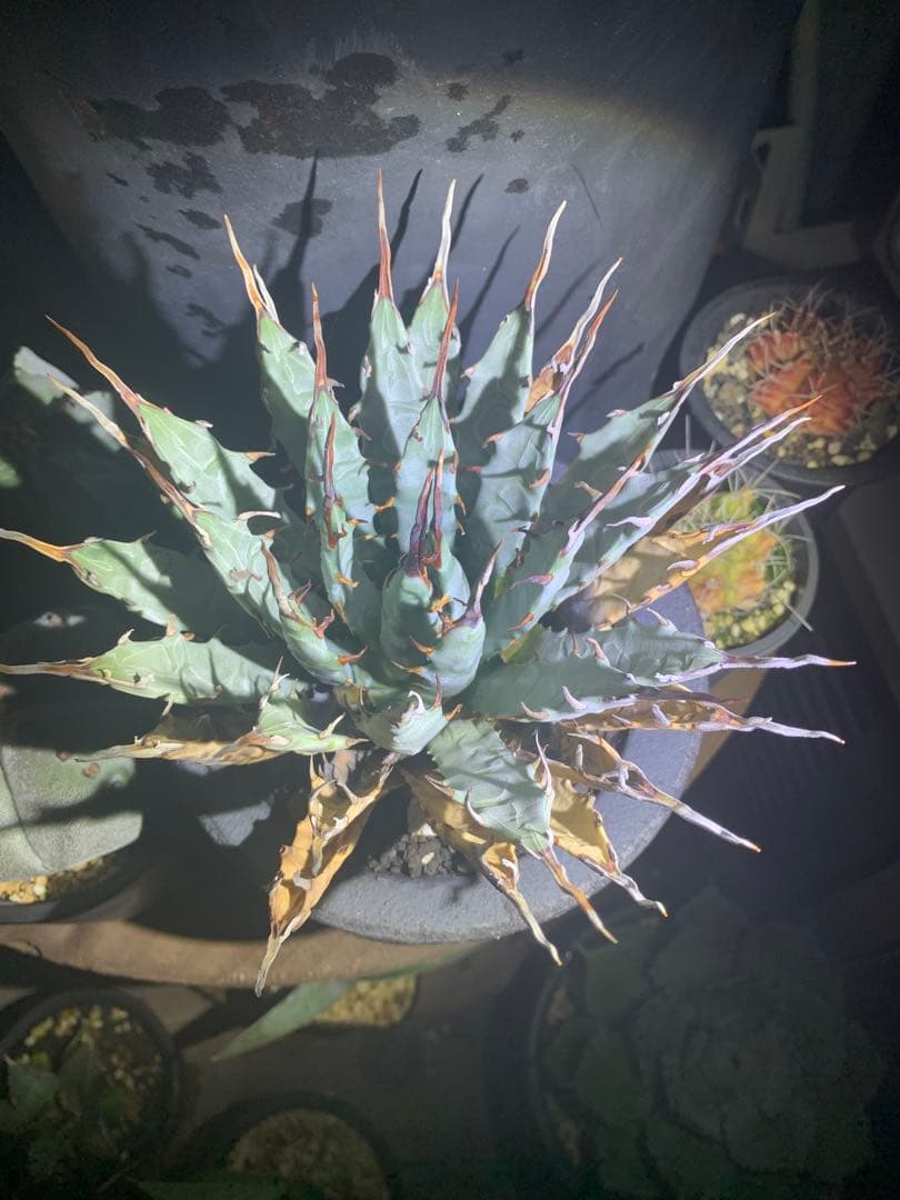 アガベ　エボリスピナ　格安！！早い者勝ち【安心発根済み】