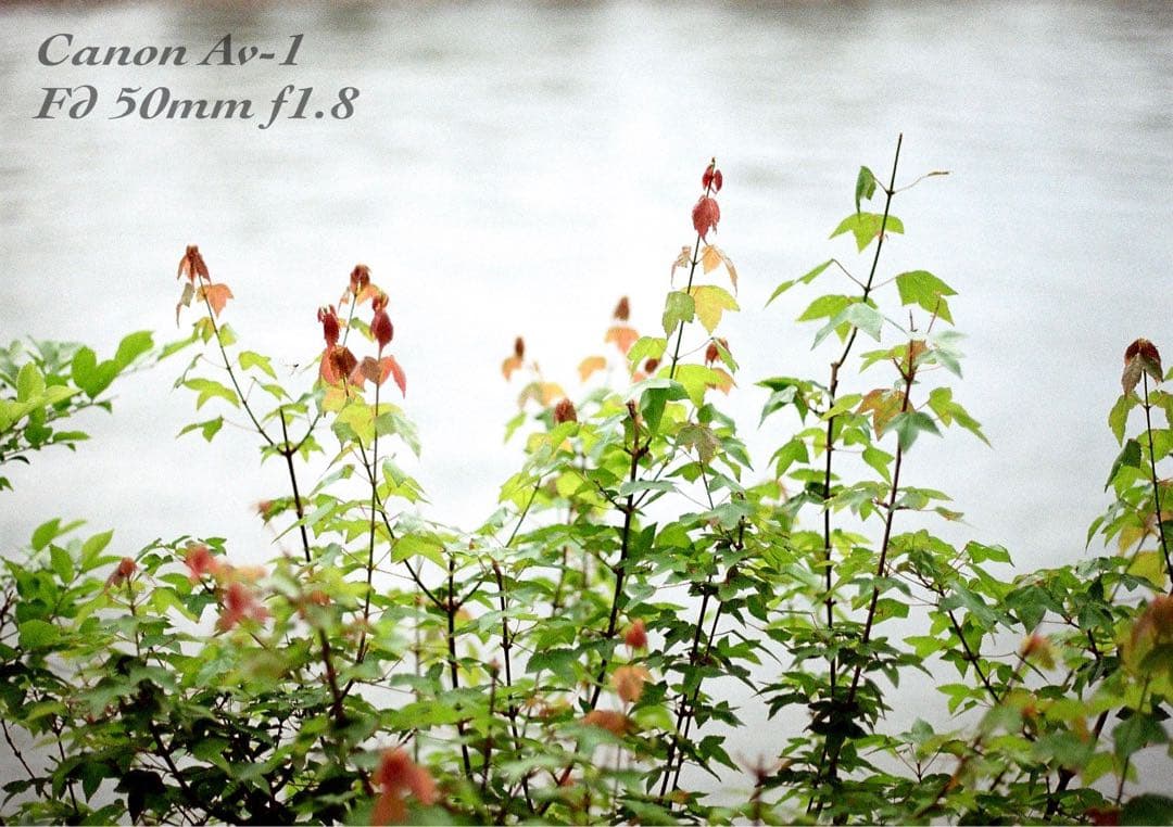 ★フィルム入門に！★canon av-1★完動品＊美品＊初期保証＊作例多数！