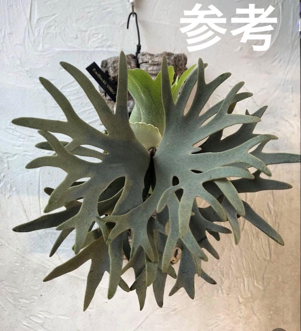 ポ*ン様 ビカクシダ　ウィリンキー　OMG コルク付け