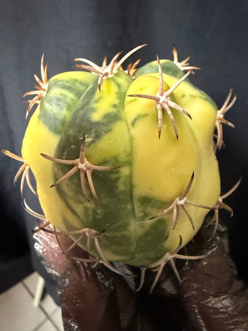 国内実生苗　接おろしエキノカクタス尖紅丸錦◇太平丸　多肉サボテン斑入りハオルチア