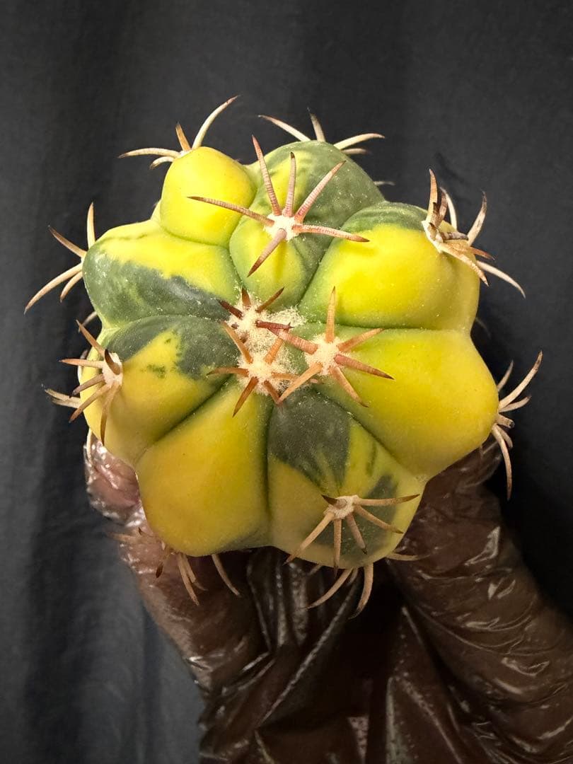 国内実生苗　接おろしエキノカクタス尖紅丸錦◇太平丸　多肉サボテン斑入りハオルチア