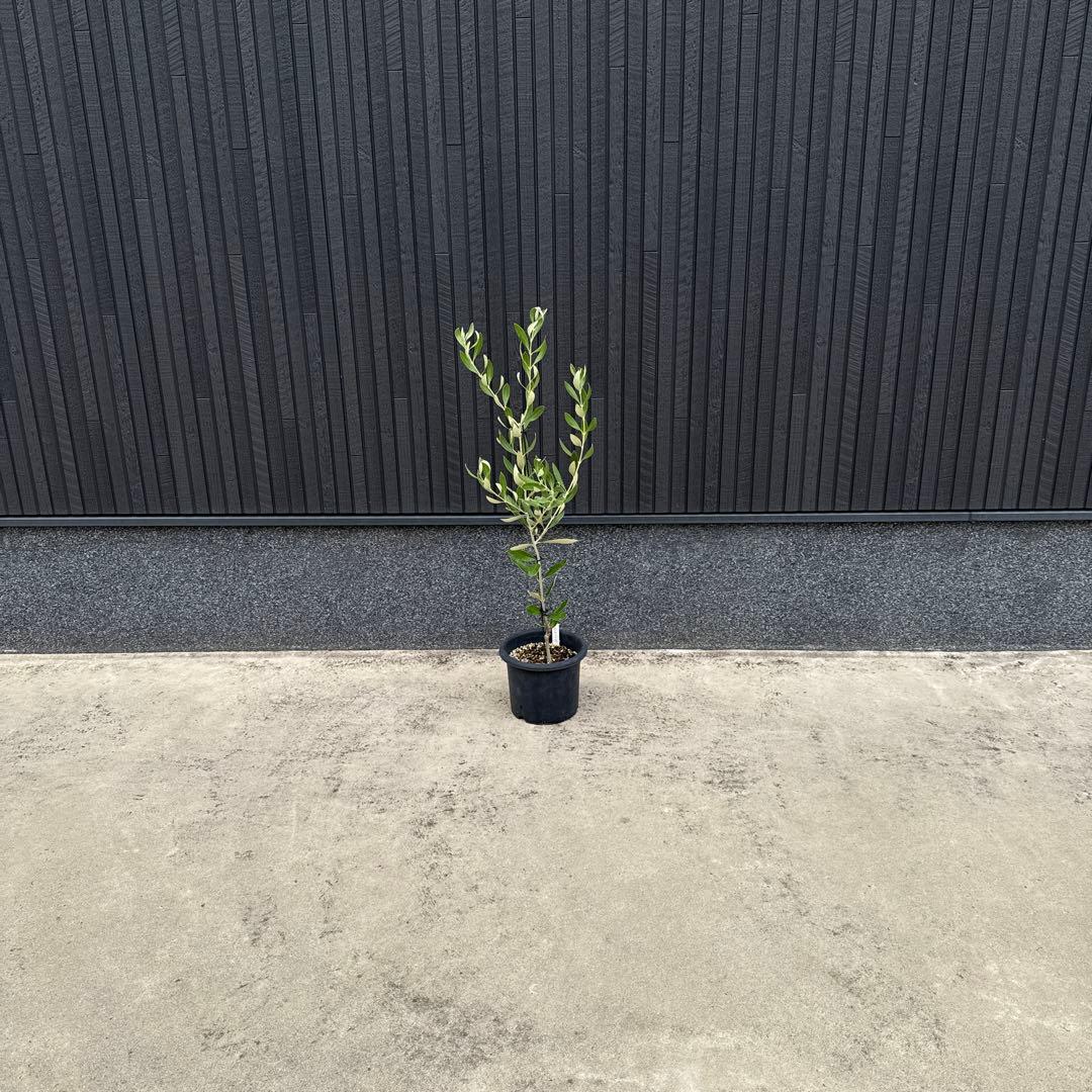 【極上品】カラマタ　オリーブの木　希少　オリーブ