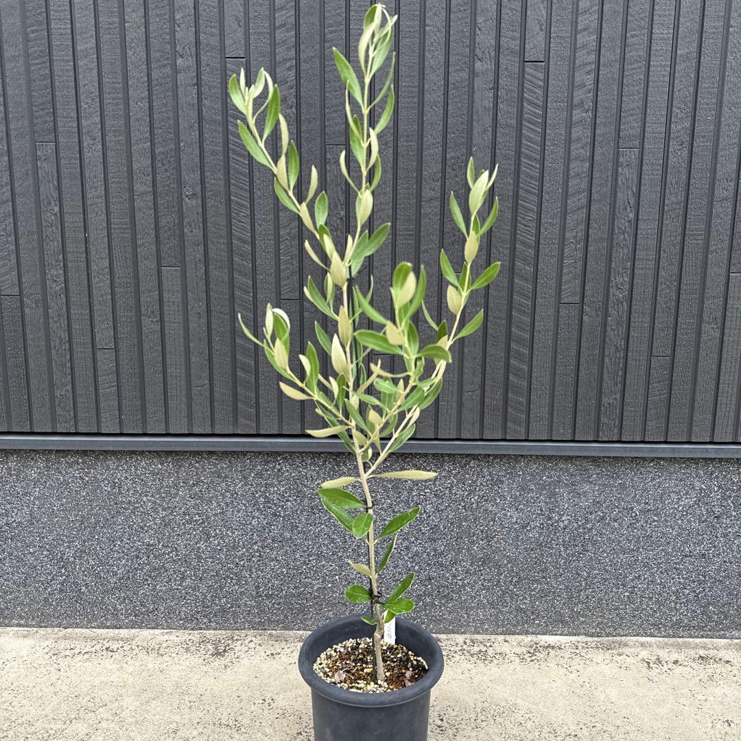 【極上品】カラマタ　オリーブの木　希少　オリーブ