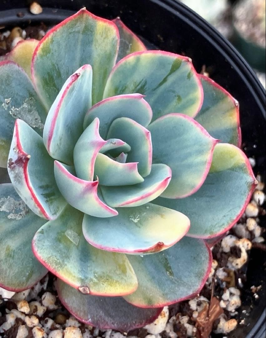 お纏め　多肉植物　アミスター錦　抜き苗