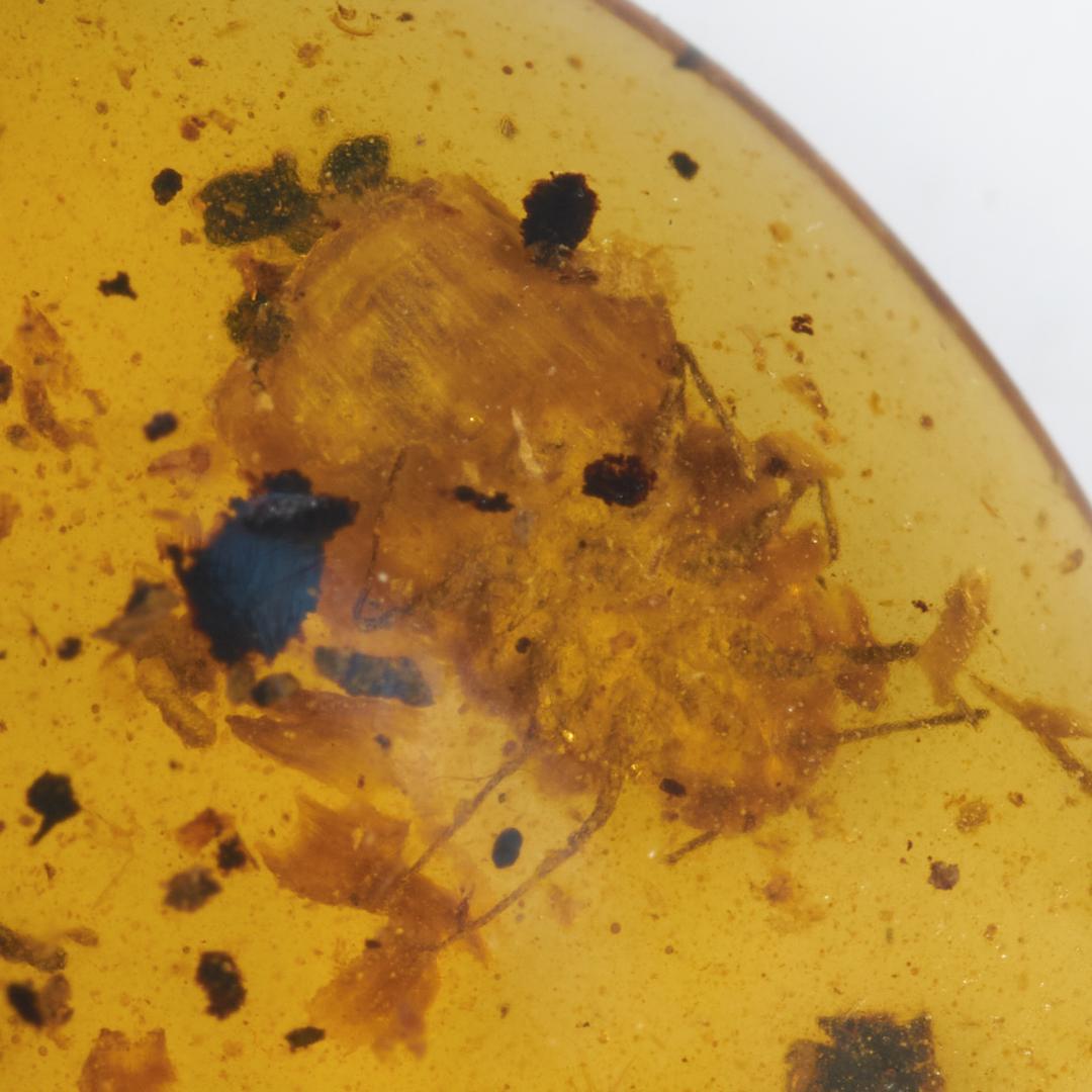 レア極上品 PA169虫入り琥珀化石　ミャンマーカムティかタナイ9900万年前