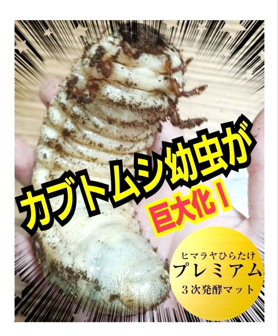 特選！プレミアム3次発酵カブトムシマット【たっぷり6袋】幼虫の餌・産卵に抜群！