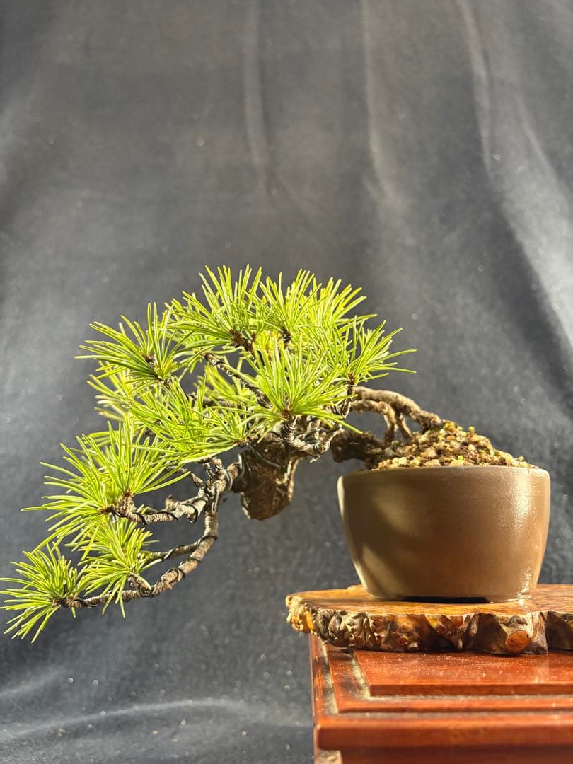 プチ盆栽、赤石五葉松、根上がり、懸崖作り 目立った傷や汚れなし