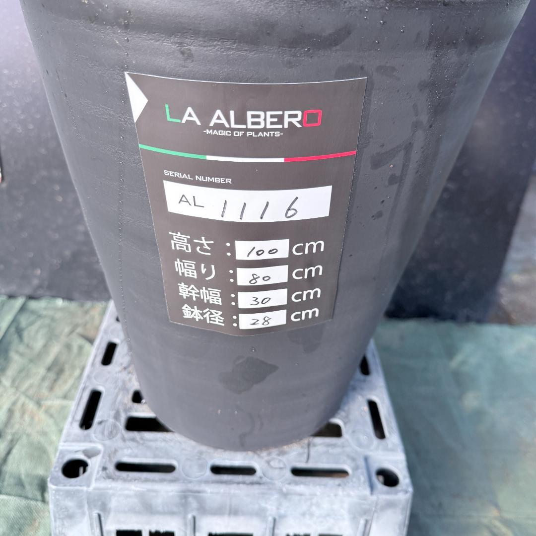 【AL1116】ユッカ　ロストラータ　希少ダブルヘッド