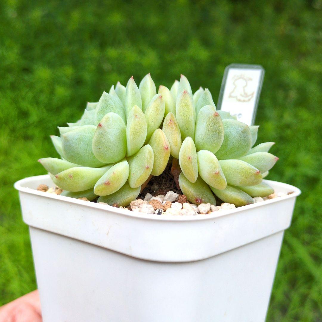 64. 多肉植物 ピュアラブ 800円【抜き苗】