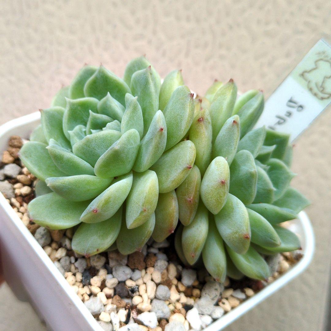 64. 多肉植物 ピュアラブ 800円【抜き苗】
