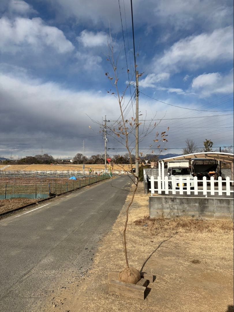 山採り ヤマコウバシ 自然樹形