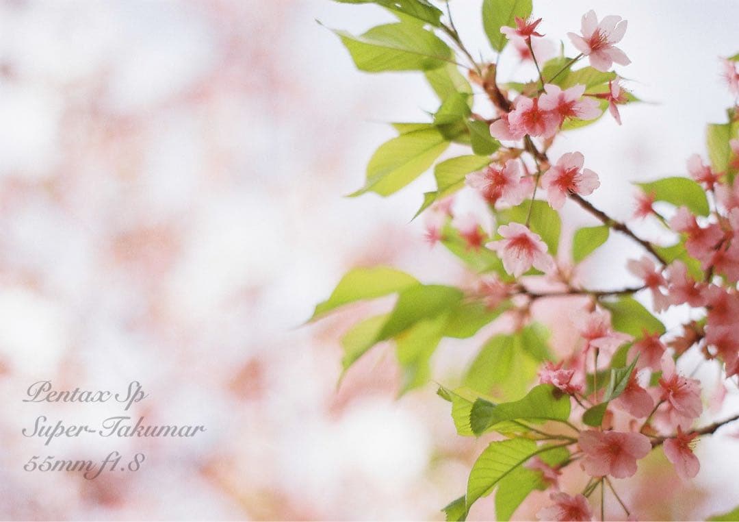 ★あっきぃ★初期保証付！pentax sp★作例多数★フィルム入門に！