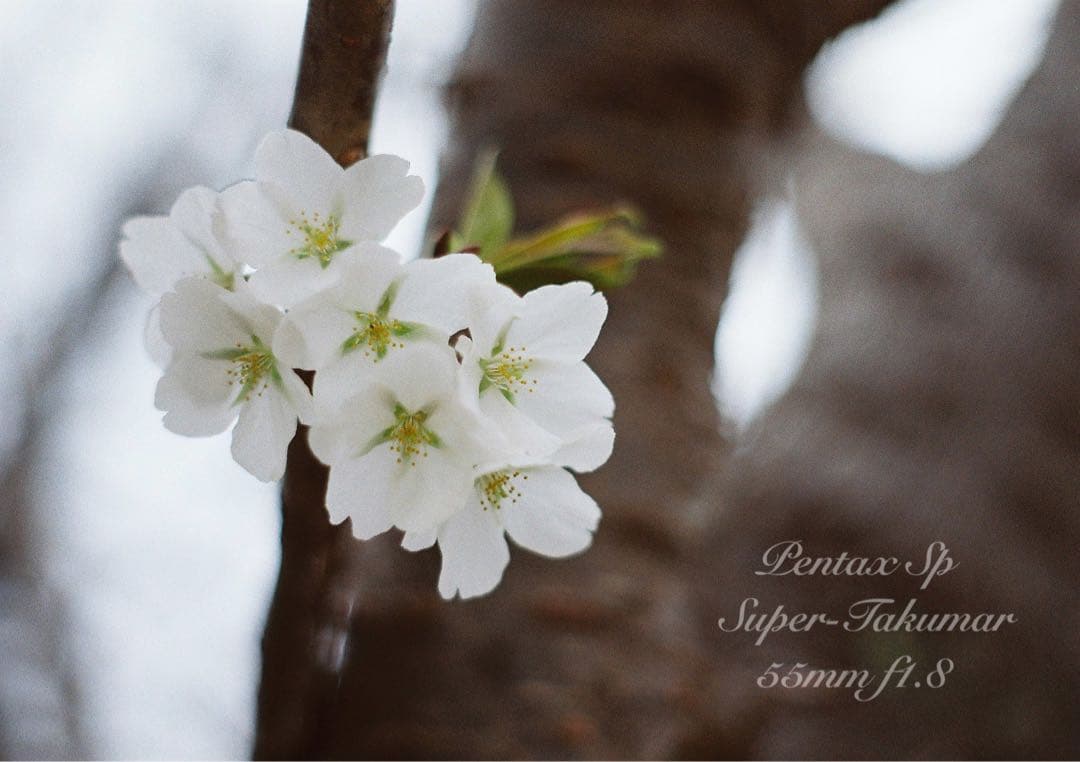 ★あっきぃ★初期保証付！pentax sp★作例多数★フィルム入門に！