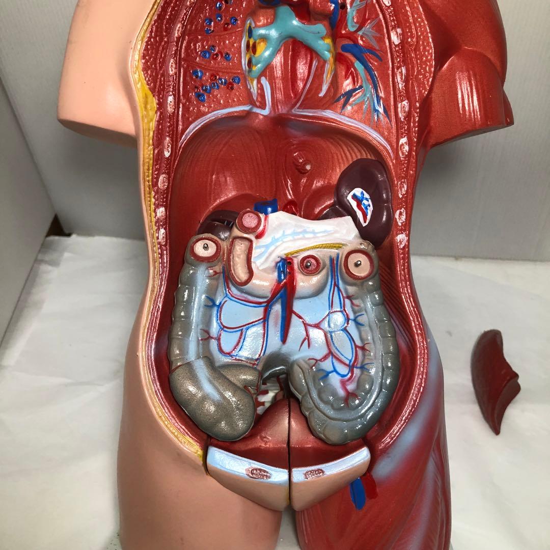 人体模型　解剖