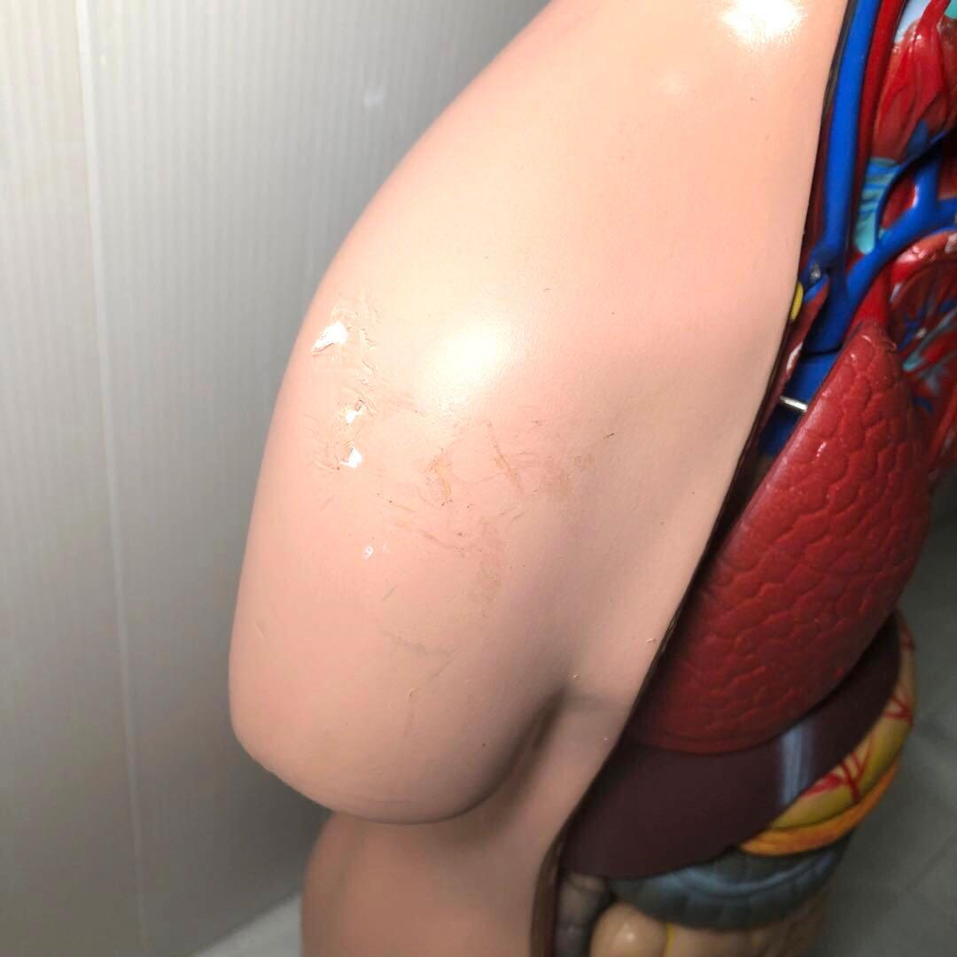 人体模型　解剖